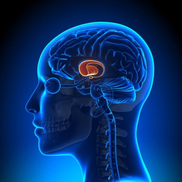 Hypothalamus & Pituitary Gland – The Master Regulators