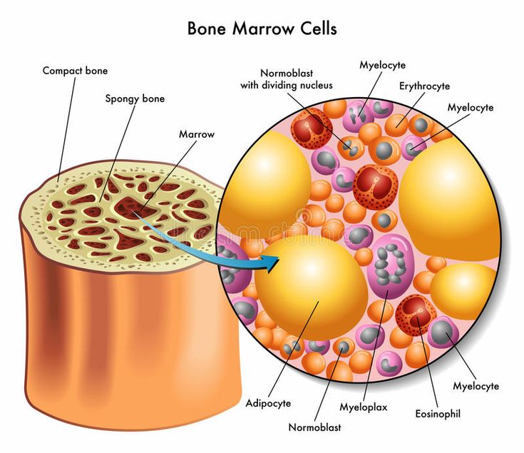 The Role of Bone Marrow in Hematology