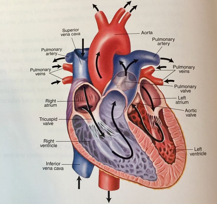 Anatomy Of The Heart Chart - Poster Anatomico Del Cuore, Seconda Edizione