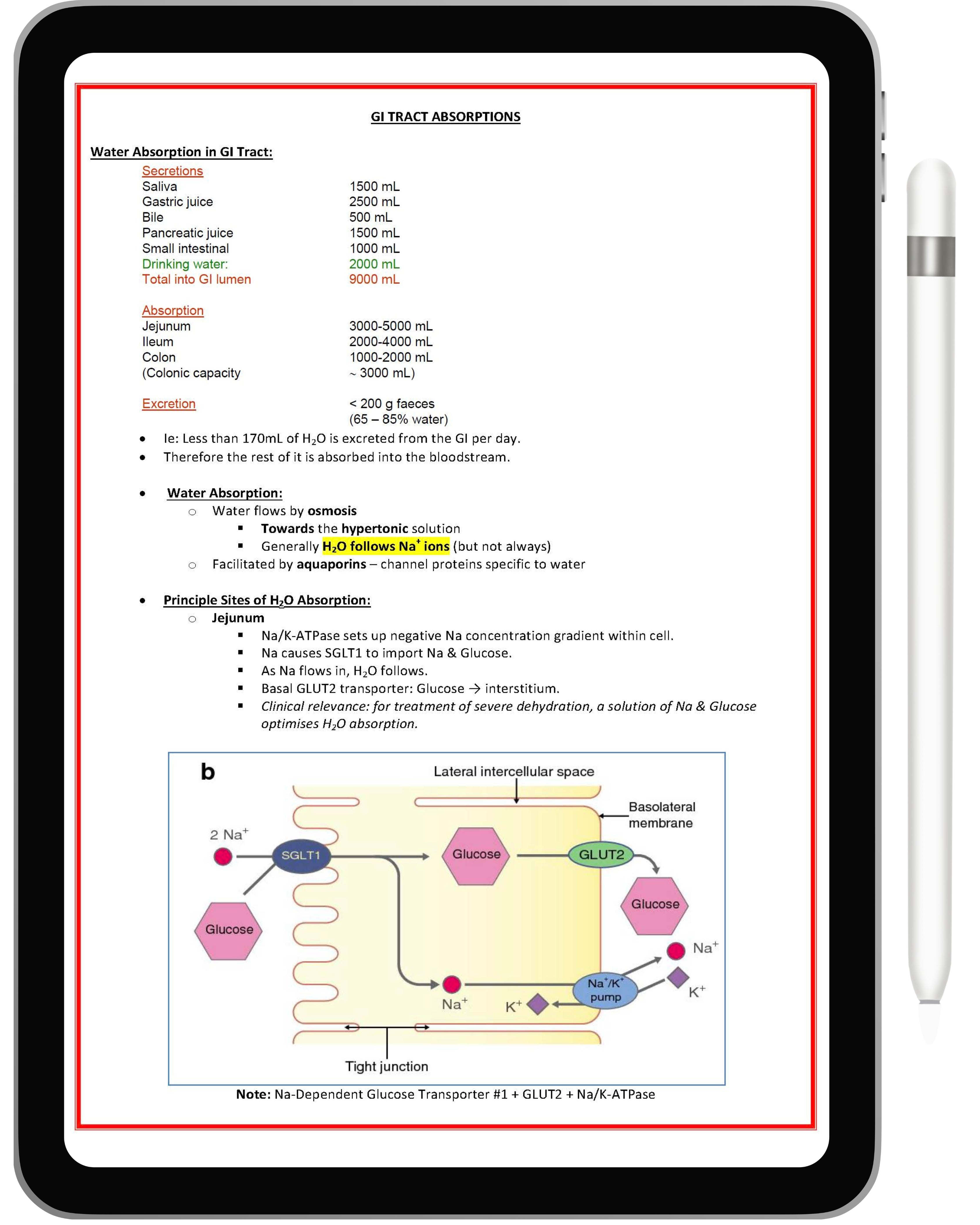 Gastrointestinal System
