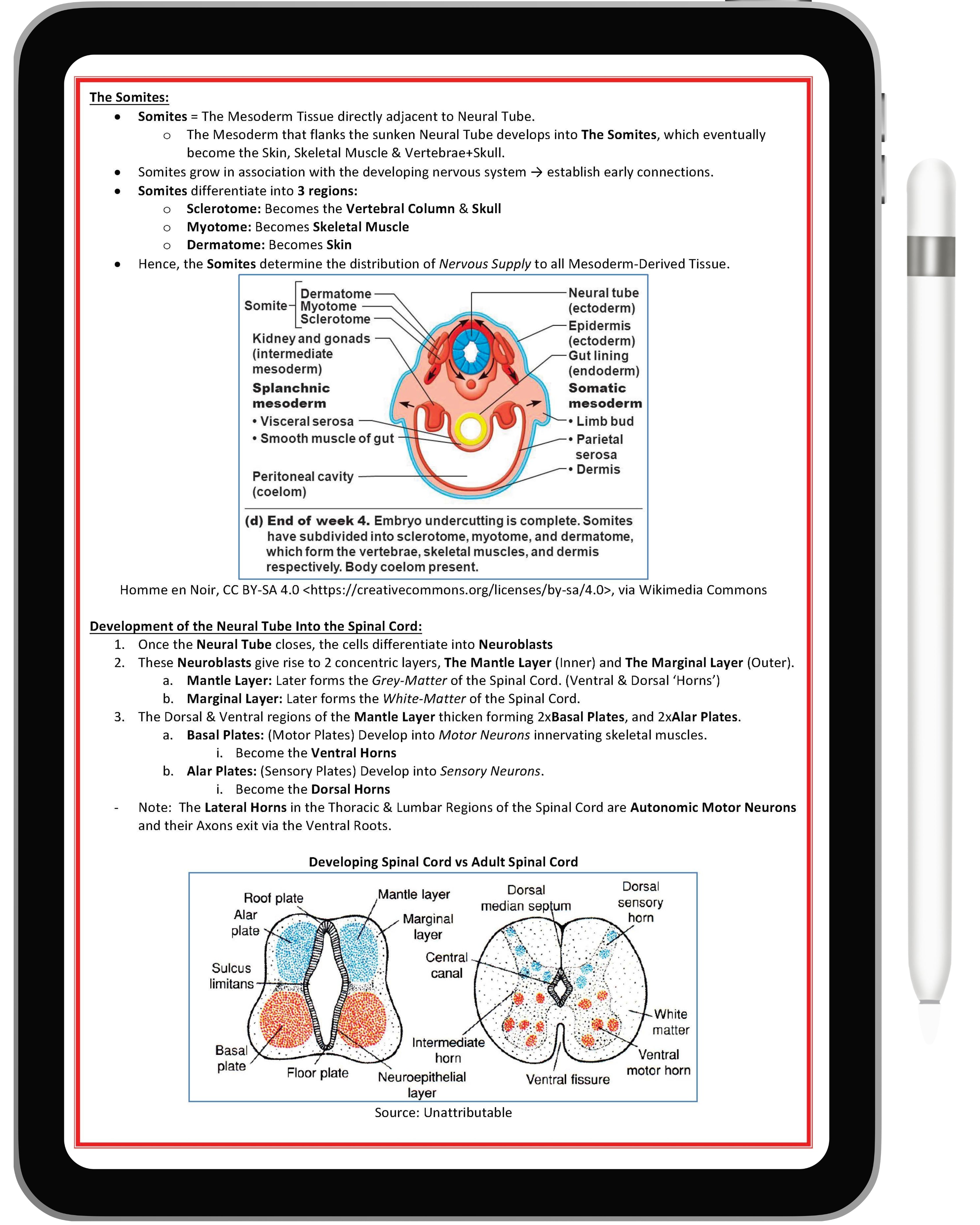 All 21 Medical Notes Bundle
