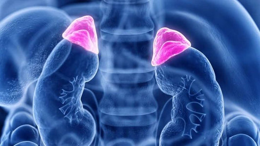 Adrenal Glands ; Their Role in Stress Response