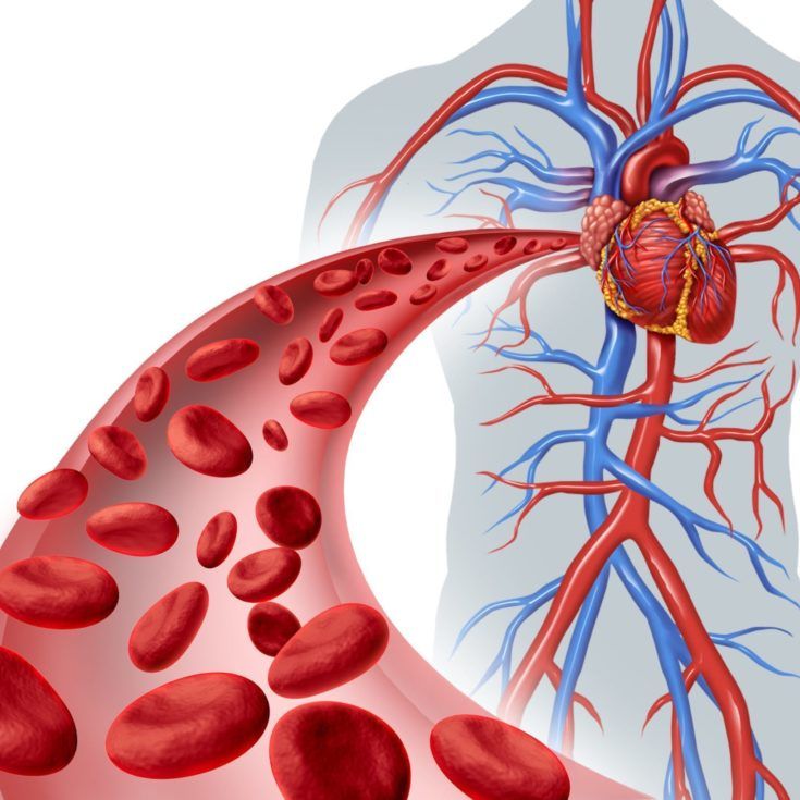 Understanding Blood Vessels: The Pathways of Life