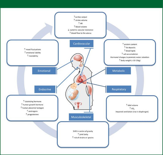 Maternal Physiologic Adaptations to Pregnancy