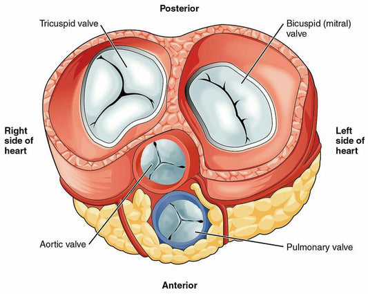Heart Valves: Guardians of the Cardiovascular System