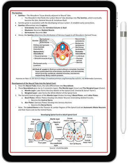 All 21 Medical Notes Bundle