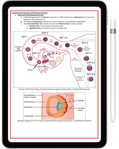 Nervous System