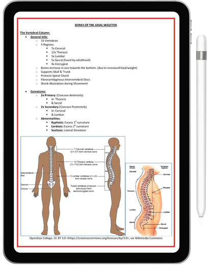 Musculoskeletal System