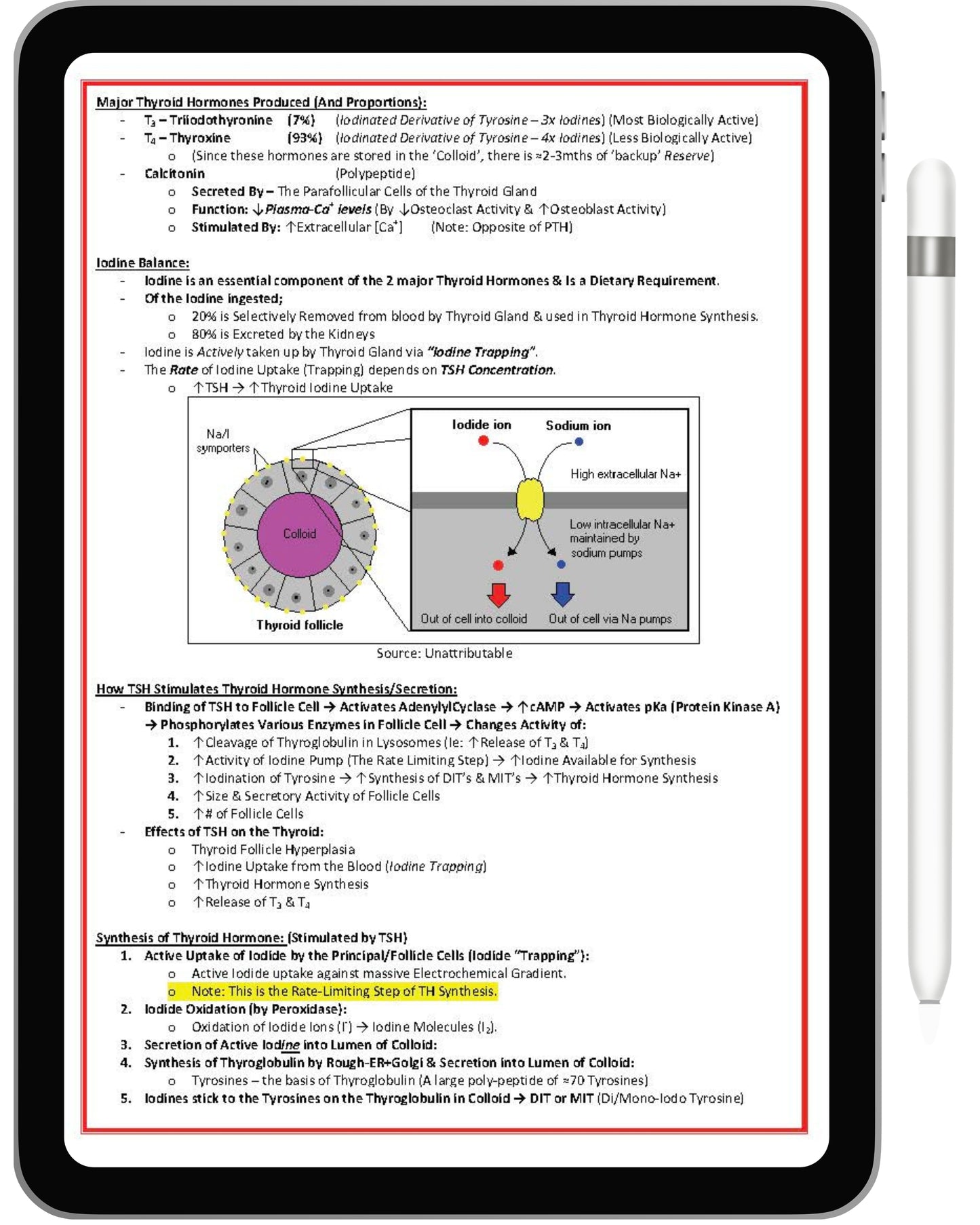 Endocrine System