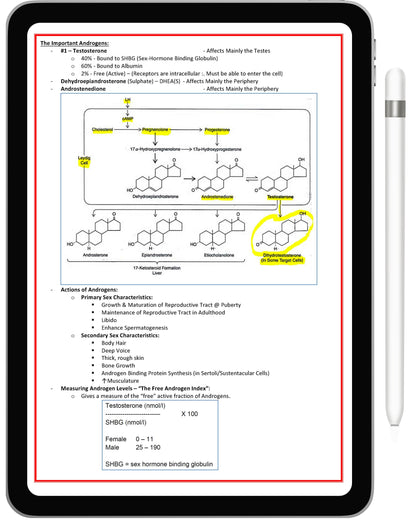 Endocrine System