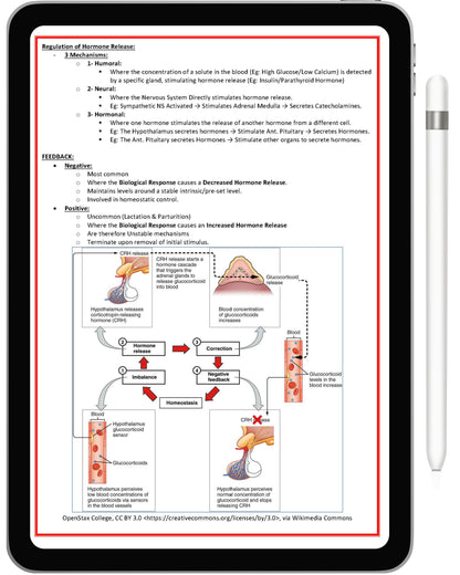 Endocrine System