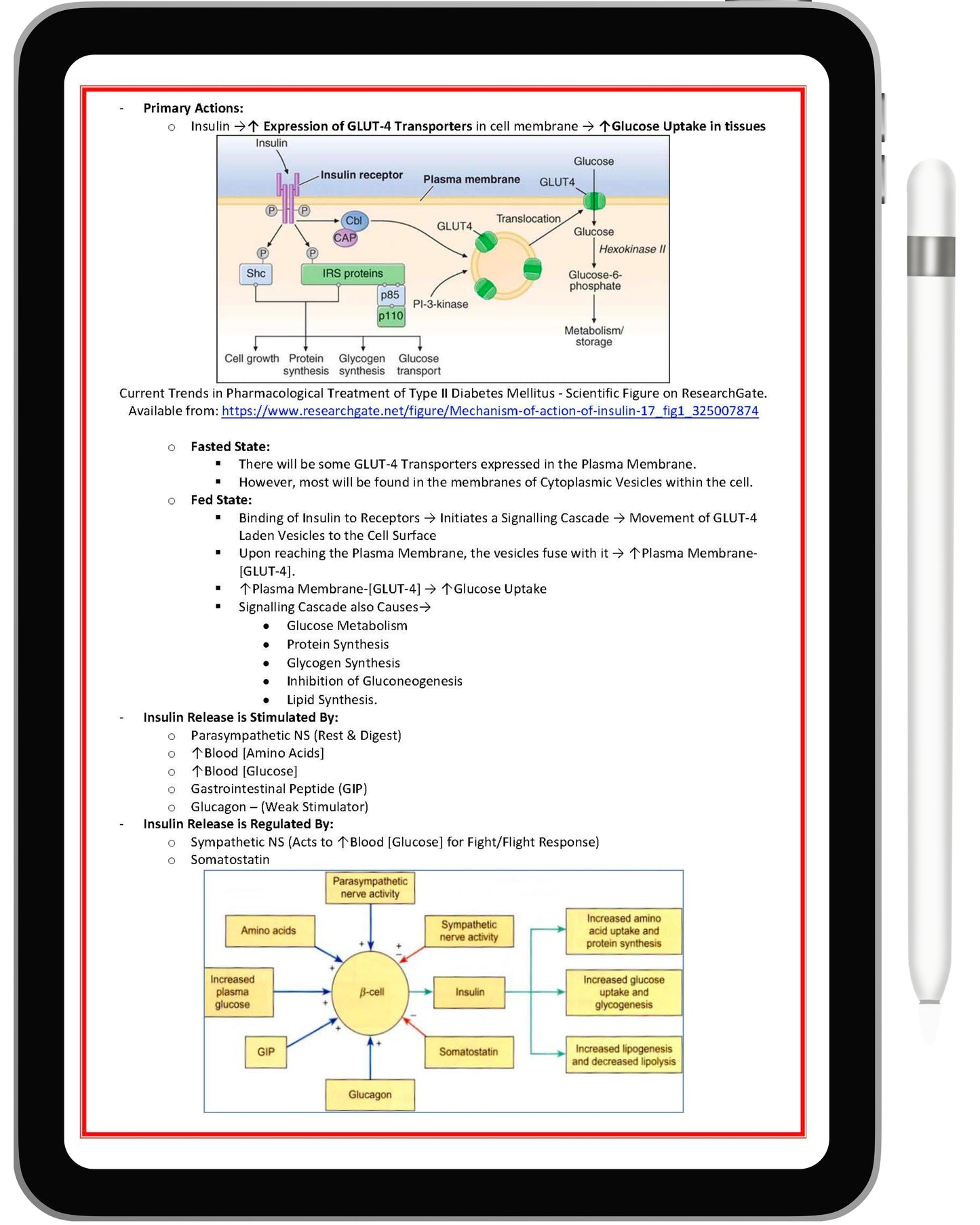 Endocrine System